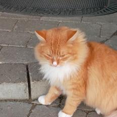 Blanding af racer laban