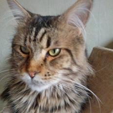 Maine Coon SR' Panoncoon Que Pasa "R.I.P"