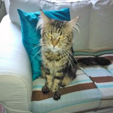 Maine Coon SR' Panoncoon Que Pasa "R.I.P"
