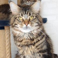 Maine Coon SR' Panoncoon Que Pasa "R.I.P"