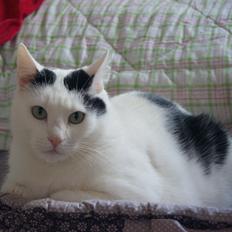 Huskat Vuffy (R.I.P)