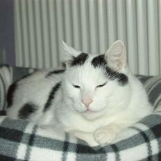 Huskat Vuffy (R.I.P)