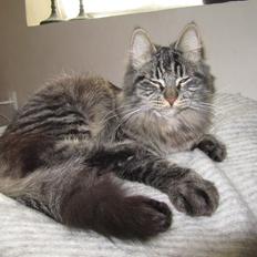 Blanding af racer Mille