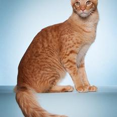 Orientalsk Langhåret Dk Kamyne Røde Slyngel