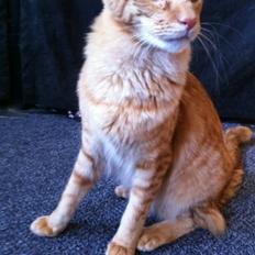 Orientalsk Langhåret Dk Kamyne Røde Slyngel