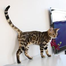 Bengal Perfect