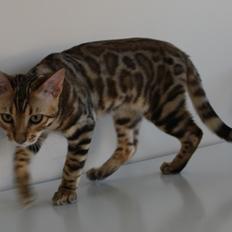 Bengal Perfect