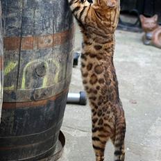 Bengal Fabulous Legend