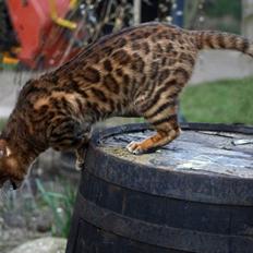 Bengal Fabulous Legend
