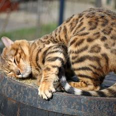Bengal Fabulous Legend