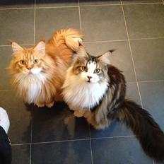 Maine Coon Lex