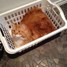 Maine Coon Lex
