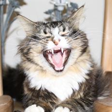 Blanding af racer Laksi