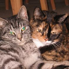 Blanding af racer Bit-Pigen