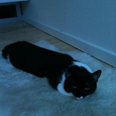 Blanding af racer Elliott