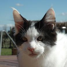 Maine Coon Lancelot CoonShu* RU 