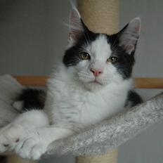 Maine Coon Lancelot CoonShu* RU 