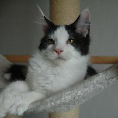 Maine Coon Lancelot CoonShu* RU 