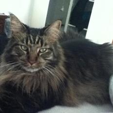 Maine Coon Misja