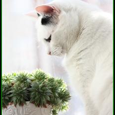 Huskat Kaninskind *20.07 2004*