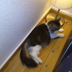 Blanding af racer Rambo