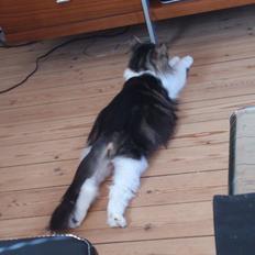 Blanding af racer Rambo