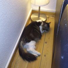 Blanding af racer Rambo