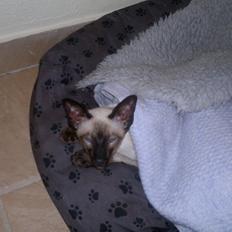 Siameser Skulds Bilay <3