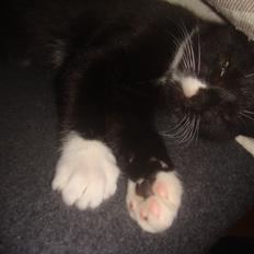 Blanding af racer Neo