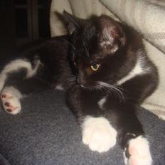 Blanding af racer Neo