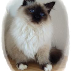 Hellig Birma Cody Brunmasket