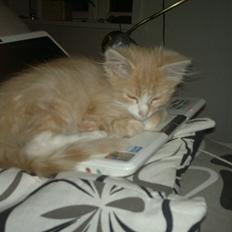 Blanding af racer Devil