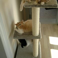 Blanding af racer Devil