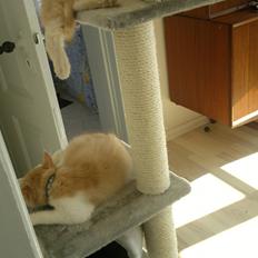 Blanding af racer Devil