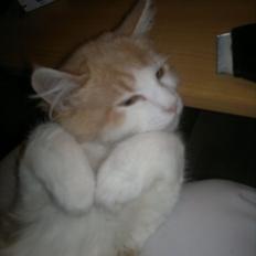 Blanding af racer Fedtmule