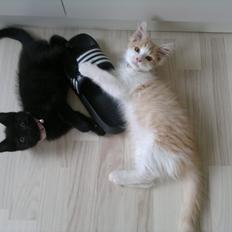 Blanding af racer Fedtmule