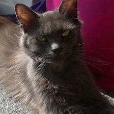 Blanding af racer victoria, blå main coon