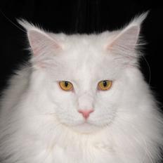 Maine Coon DK*SnowAngels Great White