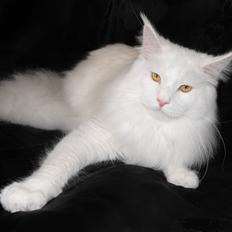 Maine Coon DK*SnowAngels Great White