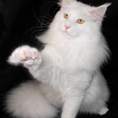 Maine Coon DK*SnowAngels Great White