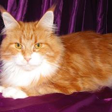 Maine Coon CorkyCoon´s Bonnie