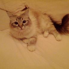 Hellig Birma DK Rosenlysts Zebra(Diva)