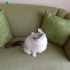 Hellig Birma DK Rosenlysts Zebra(Diva)