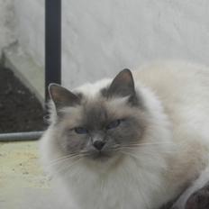 Hellig Birma DK Villumstrup Duke