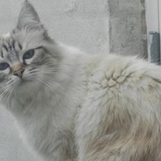 Hellig Birma DK Rosenlysts Zebra(Diva)