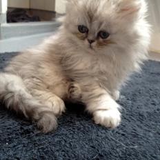 Perser DK Brandt's Duchess