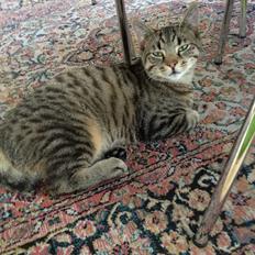 Huskat Holger