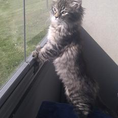 Blanding af racer Mongo