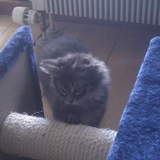 Blanding af racer Mongo