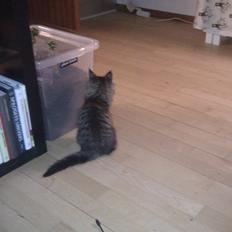 Blanding af racer Mongo